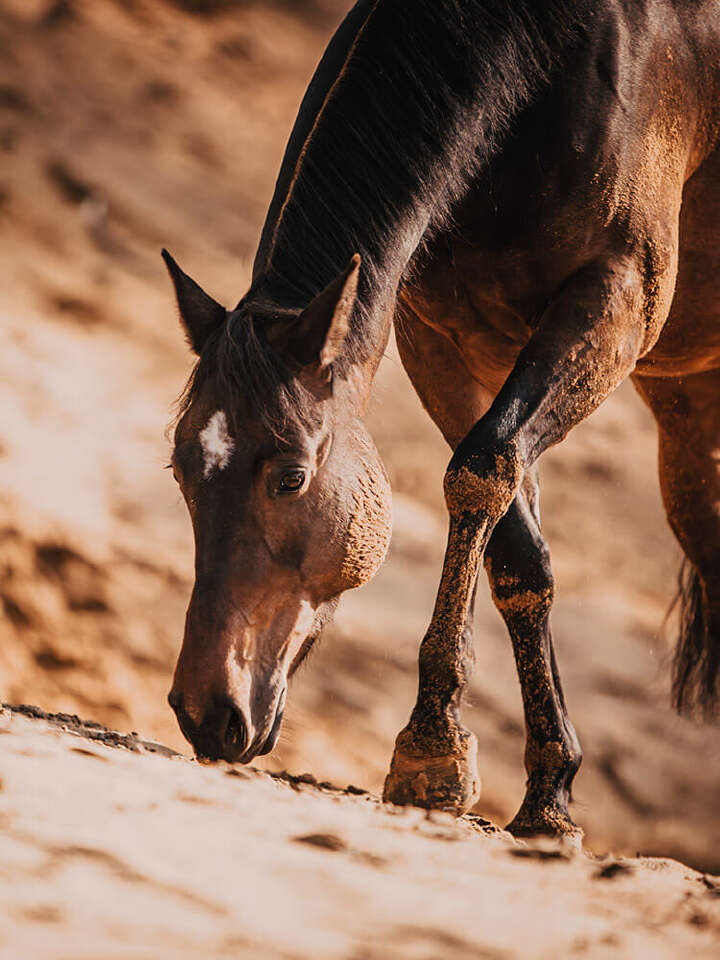 NABE Web Startseide Banner Pferd02 750x1000